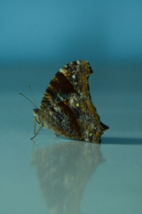 Melanitis leda