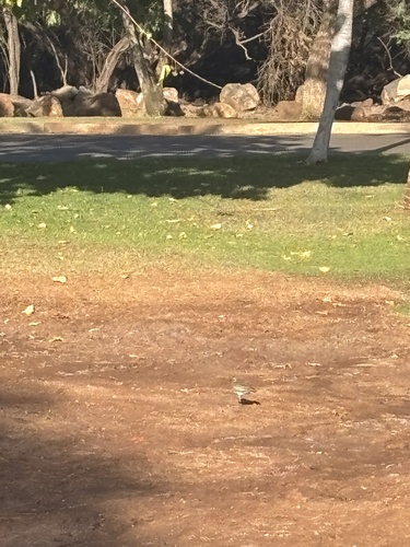 Pluvialis fulva observed 2025-12-26