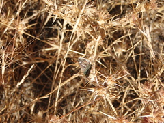 Muschampia proto