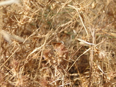 Muschampia proto
