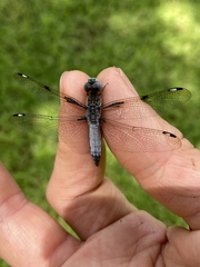 Palpopleura deceptor