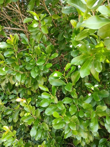 Crabwood