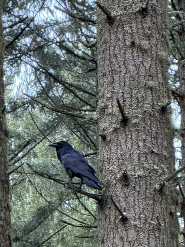 Common Raven