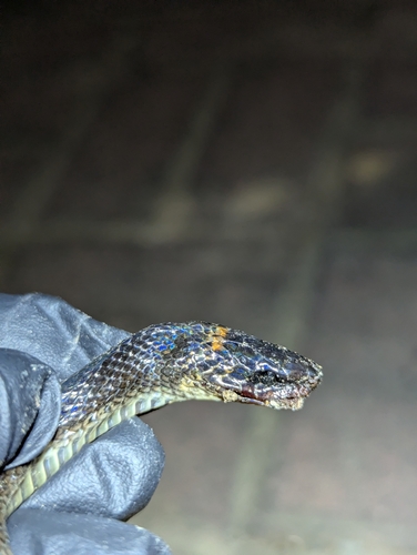 Impostor Flame-Snake