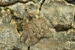 Bryophila rectilinea