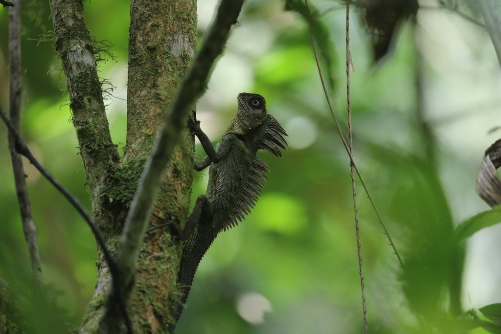 Bleeker's Forest Dragon