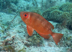 Heteropriacanthus carolinus