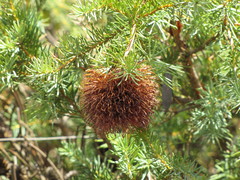 Banksia nutans