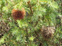 Banksia nutans