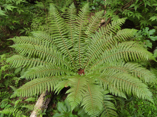 Dryopteris crassirhizoma Nakai