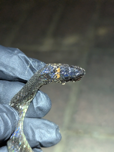 Impostor Flame-Snake
