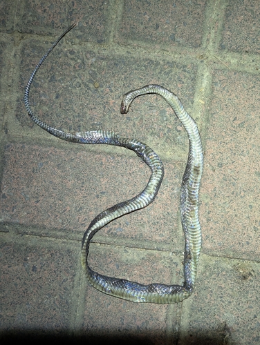 Impostor Flame-Snake