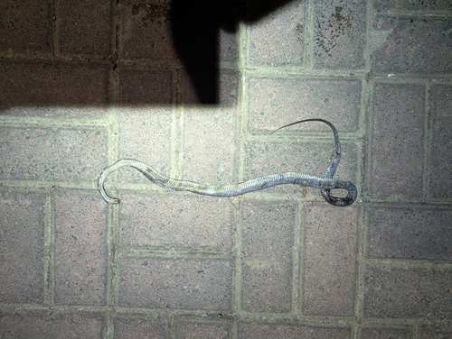 Impostor Flame-Snake
