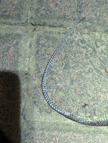 Impostor Flame-Snake