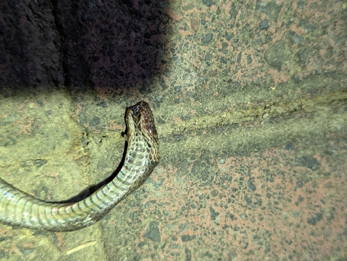 Impostor Flame-Snake