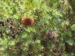 Banksia nutans