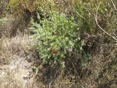 Banksia nutans