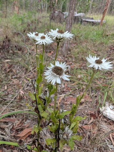 Helichrysum lanuginosum, 2025-12-26