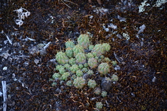 Austrocylindropuntia floccosa