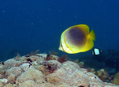 Chaetodon aureofasciatus