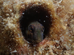 Omobranchus germaini