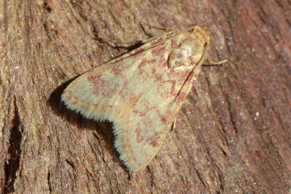 Aglossa aglossalis