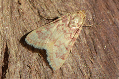Aglossa aglossalis