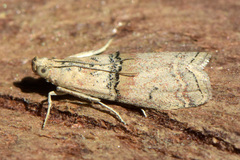 Merulempista turturella