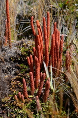 Phlegmariurus crassus