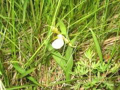 Cypripedium candidum