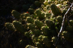 Austrocylindropuntia floccosa