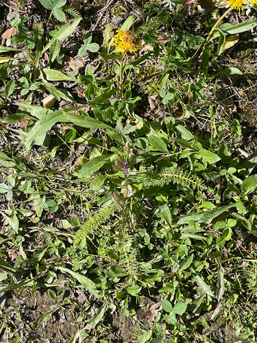Fourpart Dwarf Gentian (Gentianella propinqua)