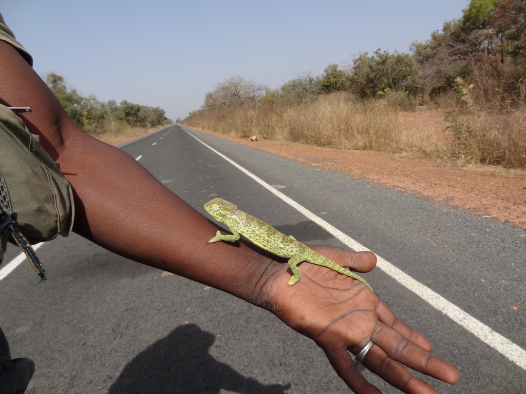 Senegal Chameleon from Fulladu East, Upper River, Gambia on January 15