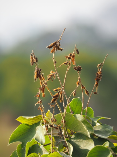 Pueraria montana