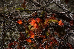 Tristerix chodatianus