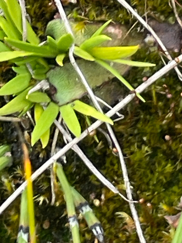 Scottish Asphodel (Tofieldia pusilla)