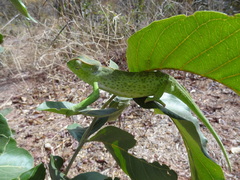 Chamaeleo senegalensis