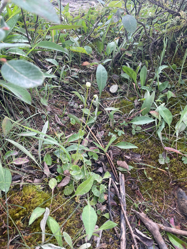 Fringed Grass of Parnassus (Parnassia fimbriata)