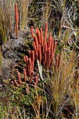 Phlegmariurus crassus