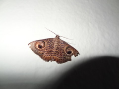 Calliodes pretiosissima