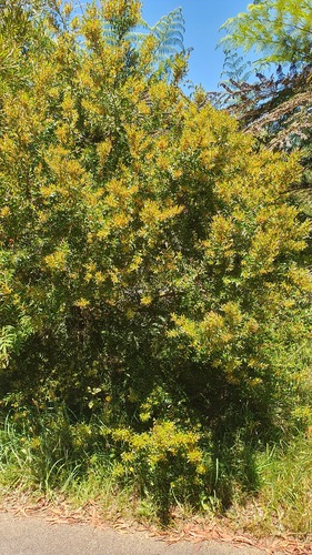 Persoonia myrtilloides observed 2025-12-09