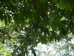 Pachira aquatica