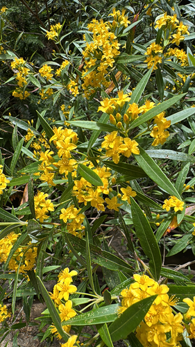 Tristania neriifolia observed 2025-12-27