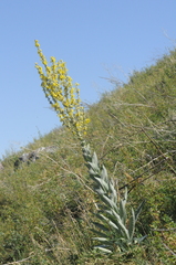 Verbascum songaricum