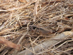 Incertana decorata