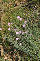 Convolvulus pseudocantabrica