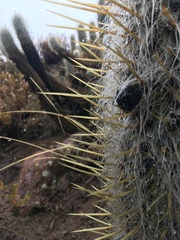 Oreocereus leucotrichus
