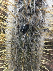 Oreocereus leucotrichus