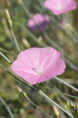 Convolvulus pseudocantabrica