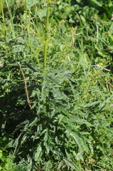 Scrophularia kiriloviana